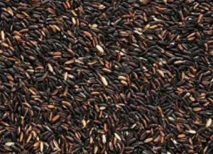 Rice – JKRP Agro Ways